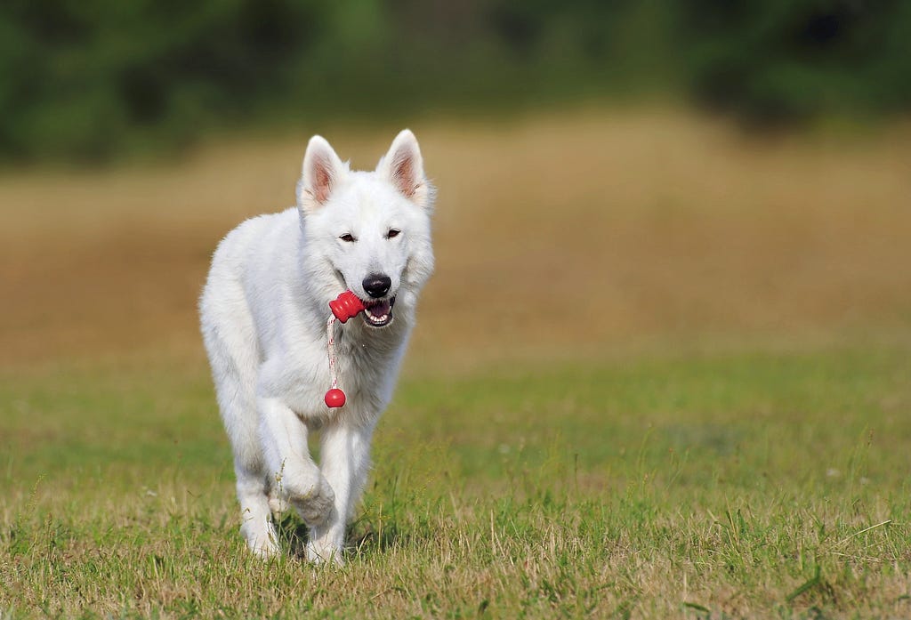 What is the most effective dog training method?