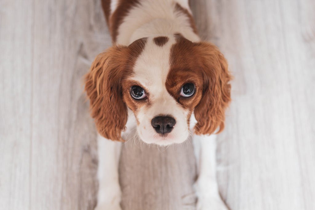An adorable puppy withbig eyes poses for a picture.