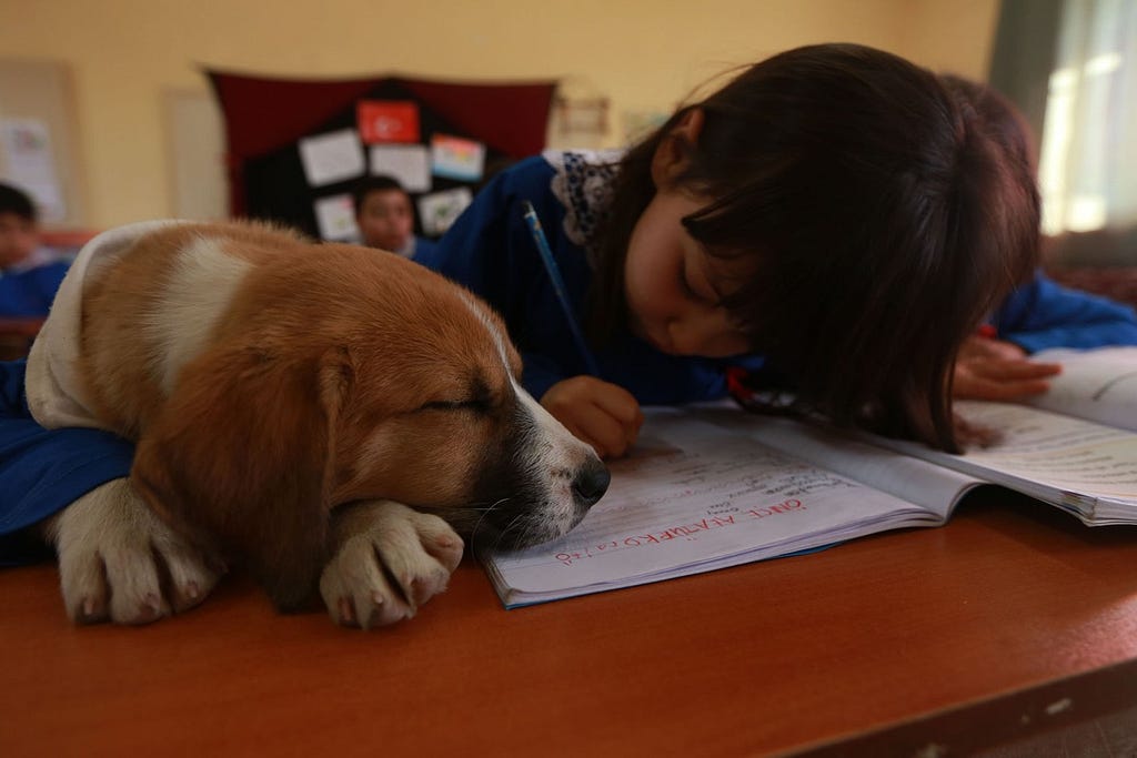 Mehmet Kumcağız / Anadolu Agency / Getty