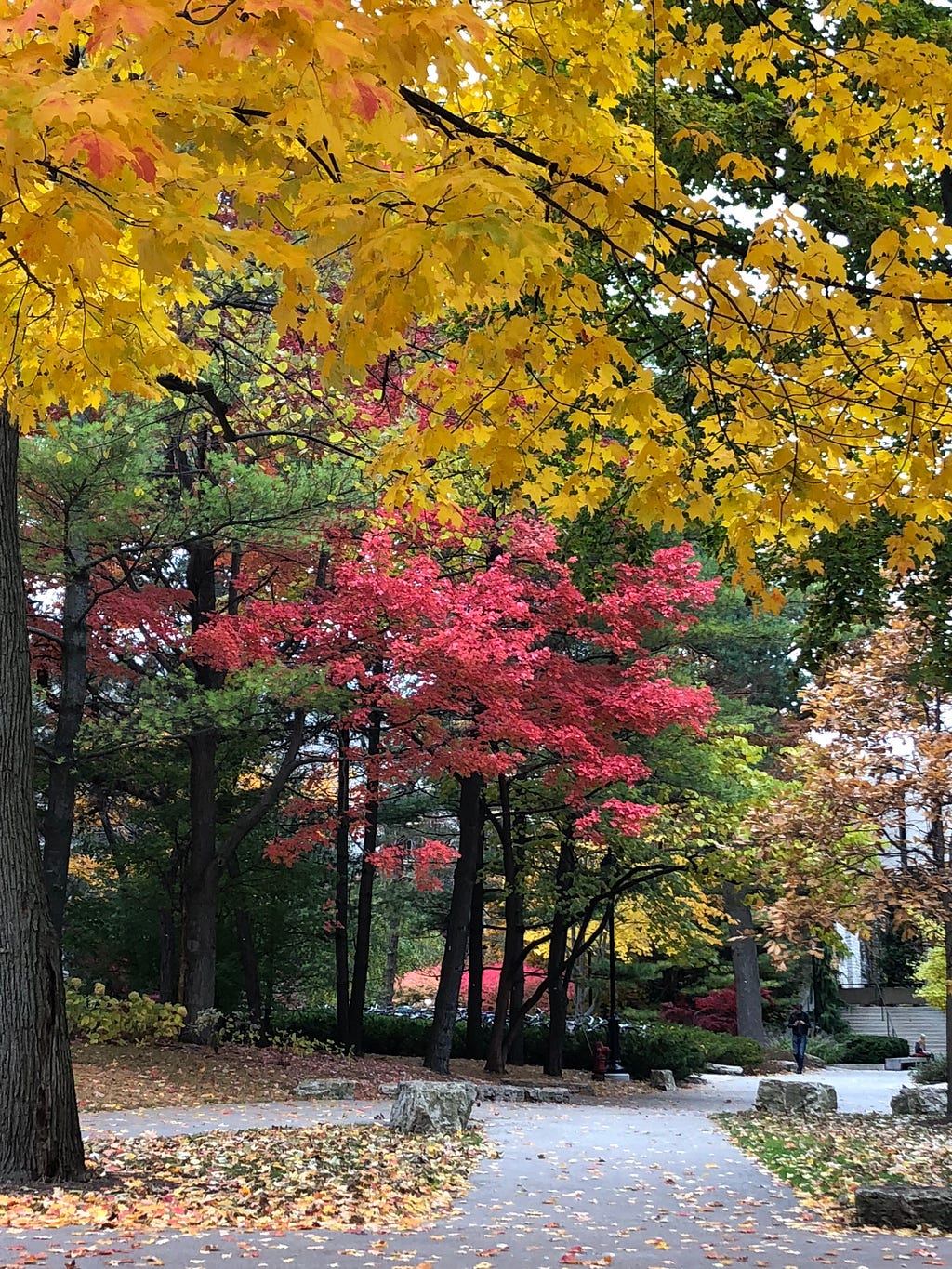 A set of fall trees along a concrete pathway. Trees are various heights and have red, gold, and green leaves.