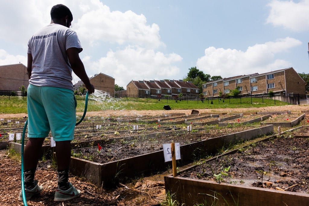 A man in gray t-shirt and green shorts holds a hose, spraying water onto raised garden beds, with multi-family residences in the background.