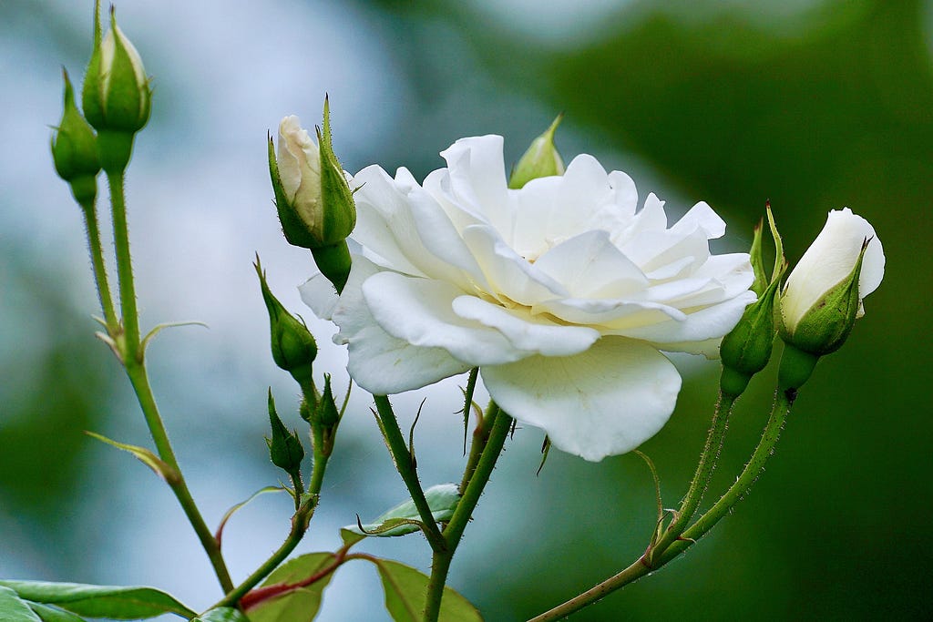 A white rose in full bloom