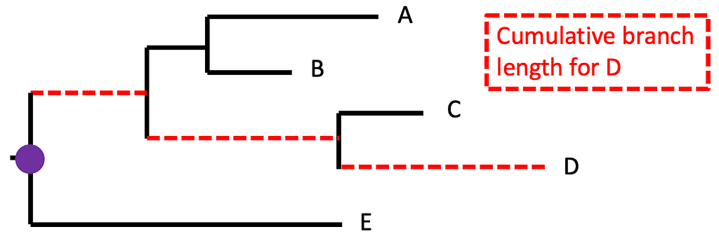 Illustration of cumulative branch length.