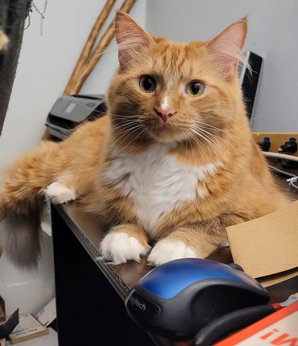 Orange tabby with white chest and paws next to a blue computer mouse.