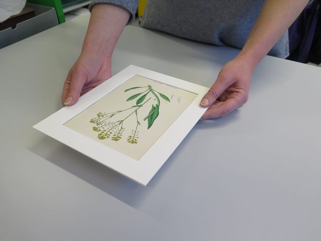 Conservator holding a mounted print of a flower by the edges of the window mount.