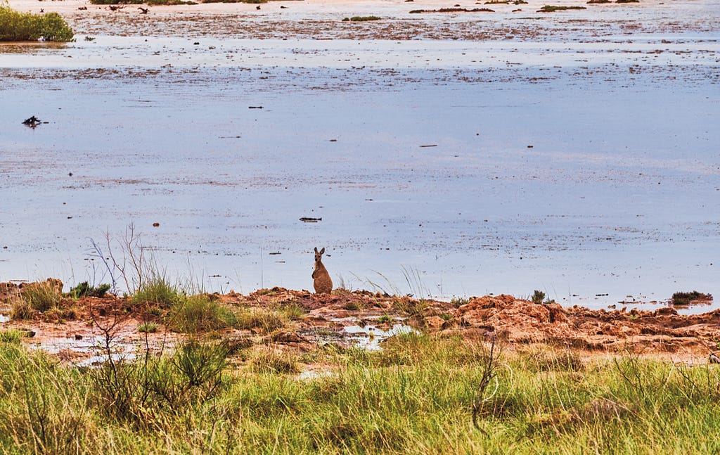A young kangaroo looks forlorn before a blue and pink salt lake.
