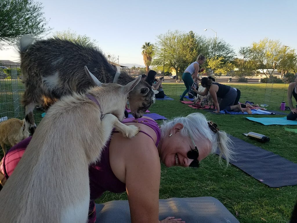 Chunky me enjoying goat yoga
