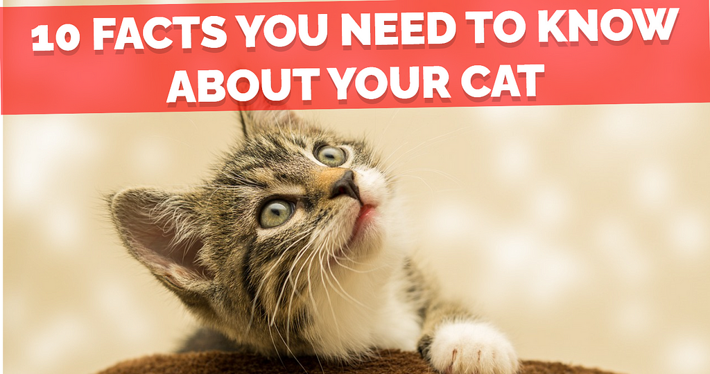 10 Facts About Cats