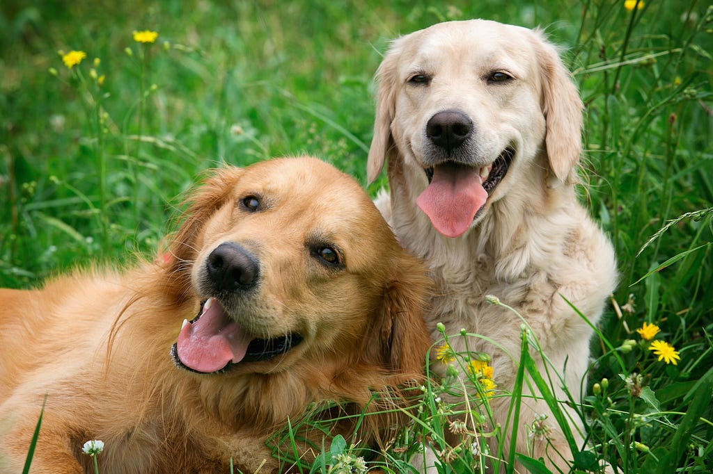 two golden retrievers in the grass