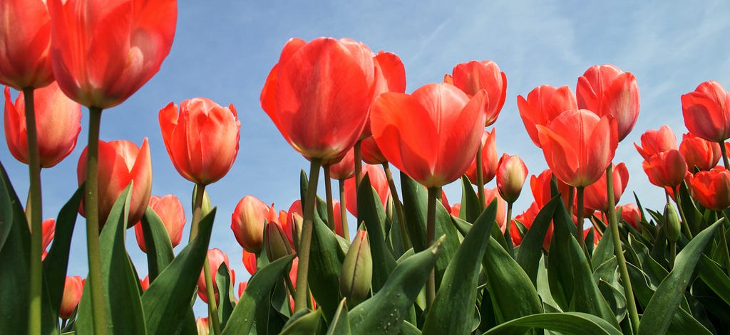 A field of red tullips.