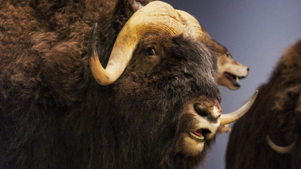 A stuffed Musk Ox with a look of confusion on its face.