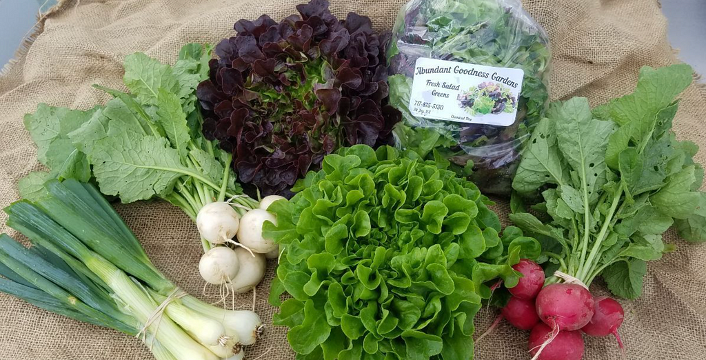 Birds eye view of a typical CSA share including head of lettuce, bagged greens, turnips, radishes, and scallions
