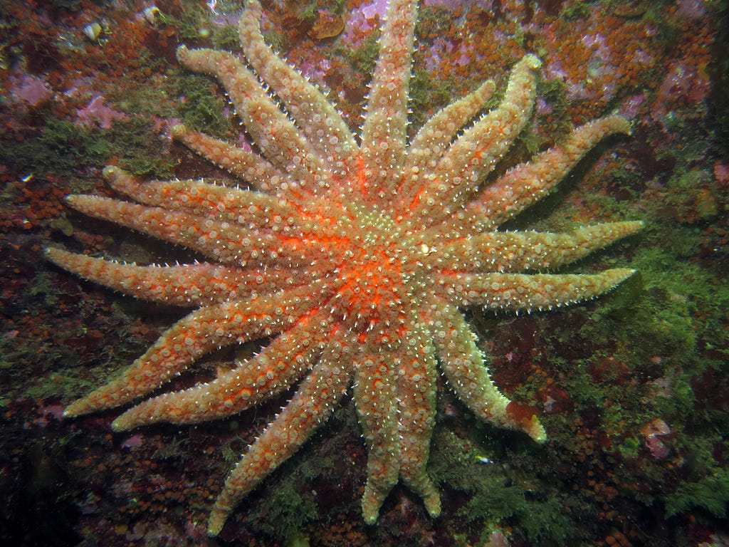 A bright orange-white Sunflower Sea Star rests on the side of rock. It/ki*resembles a sunflower (hence the name) and has eighteen arms