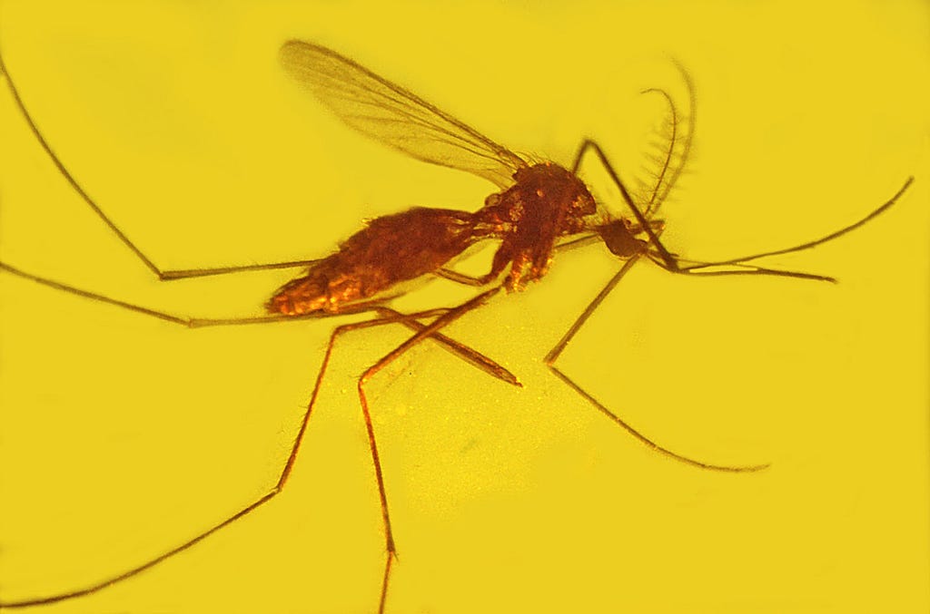 A moquito encased in amber.