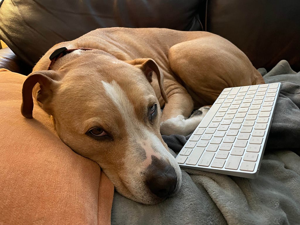 Sleepy dog lying next to a wireless keyboard
