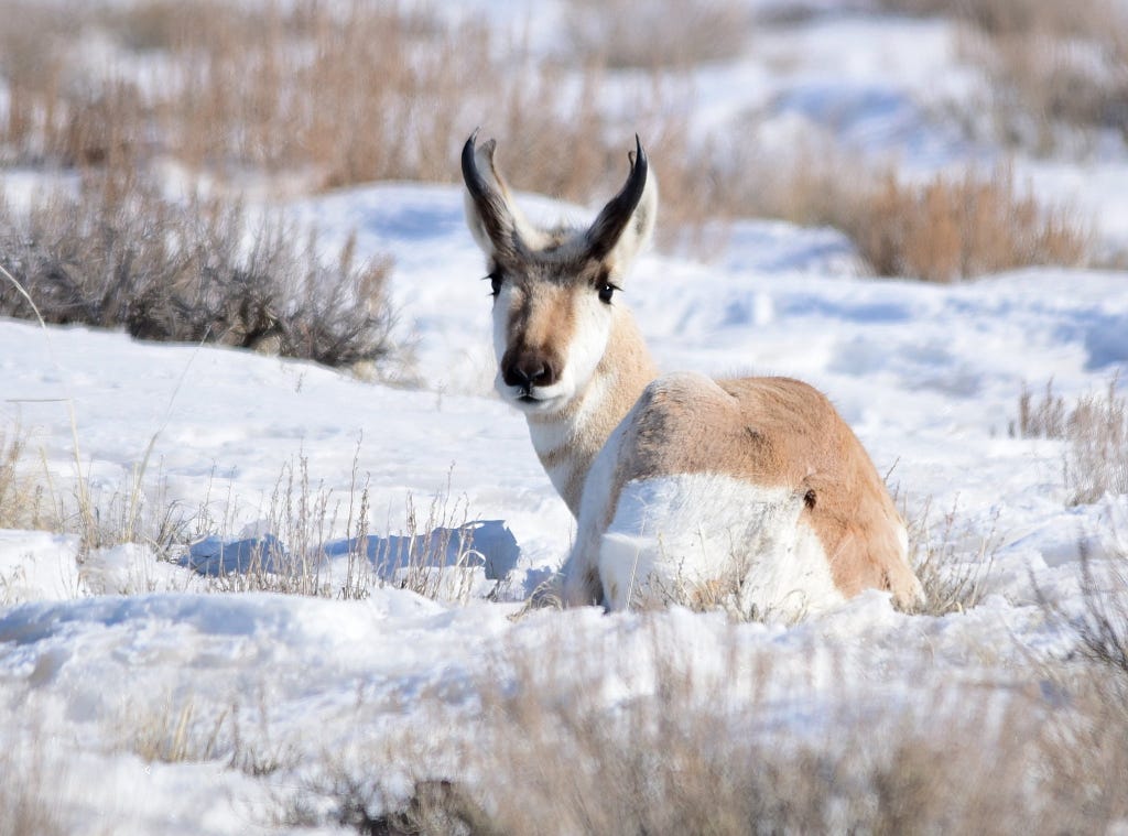 Pronghorn laying the snow surrounded by sagebrush