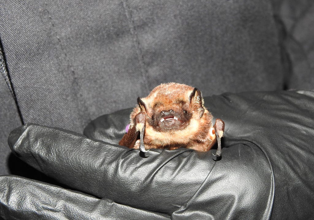 A black glove holds a ʻōpeʻapeʻa (Hawaiian hoary bat). It is brown with a snout.