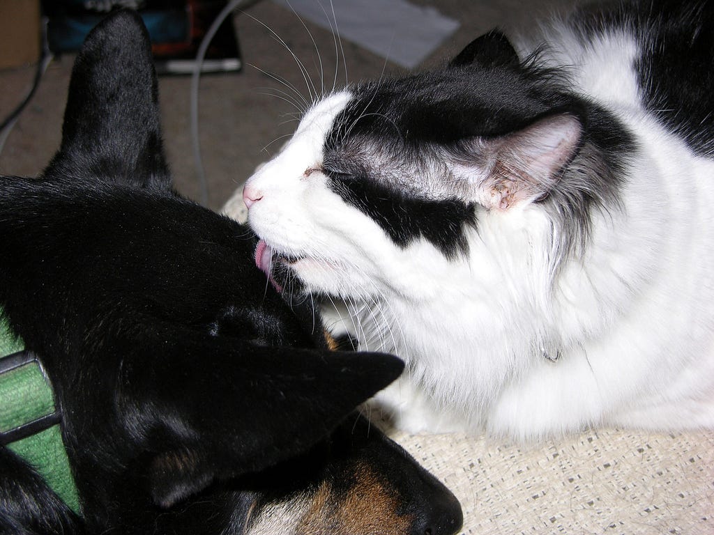 Clovis the cat cleaning Ruffian the dog.