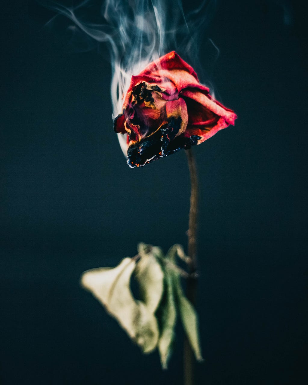 A solitary rose with its petals burning