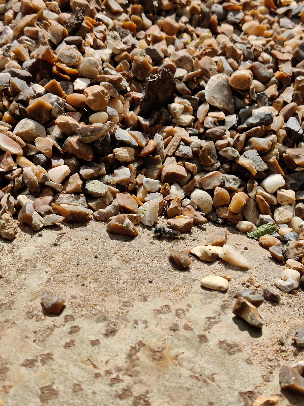 Ashy mining bee sitting on a rocky surface