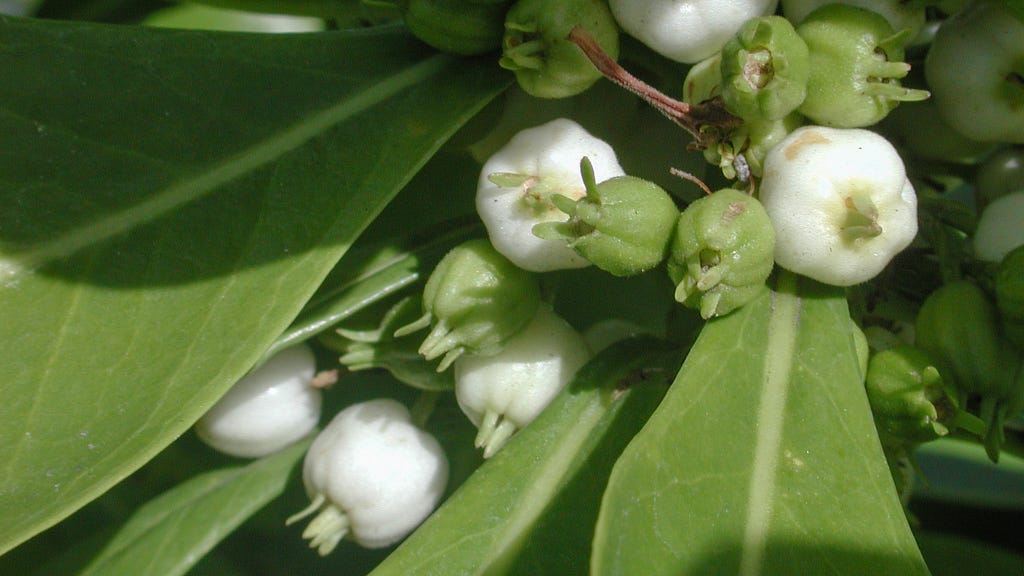 Close-up of naupaka kahakai (Scaevola taccada, beach naupaka) fruit. Immature fruit are smaller and green, while mature fruit are larger and white.