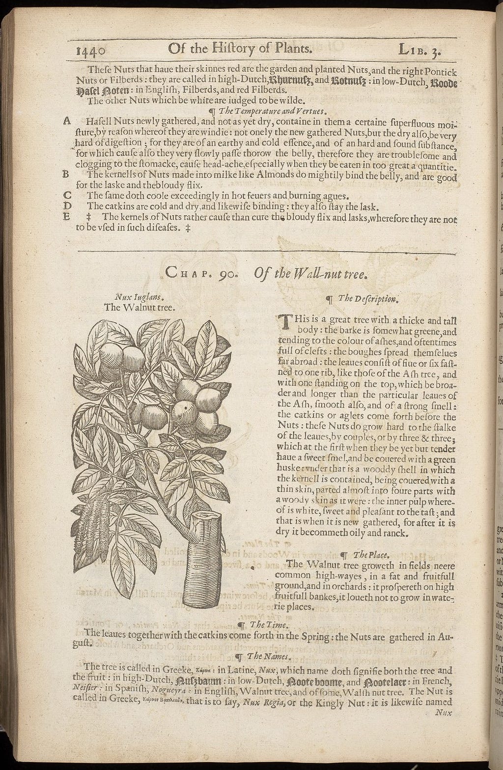 Illustration and description of the walnut tree