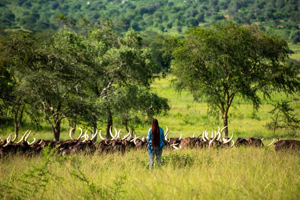 A woman stands with her back to the camera in front of a herd of long horned cattle grazing outside a line of trees.