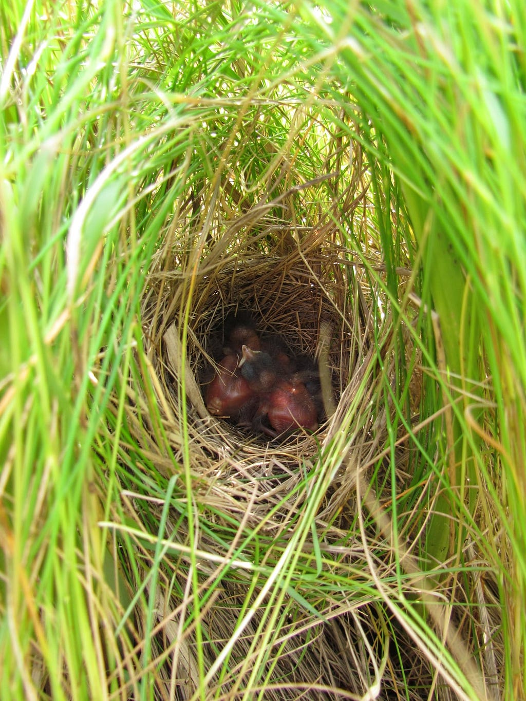 Salmarsh sparrow nest in salt hay