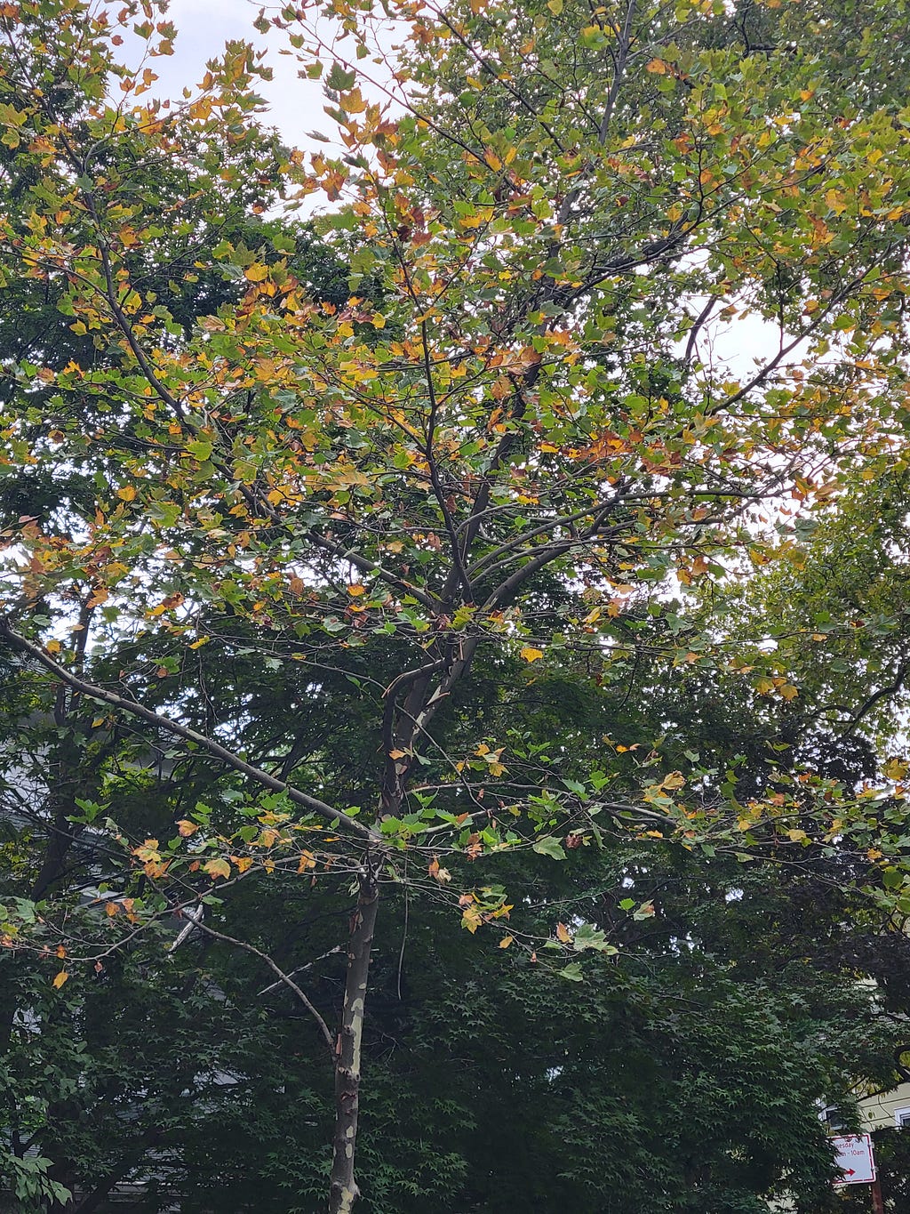 Young tree, half of its leaves are green and the other half are yellowed and shriveling.