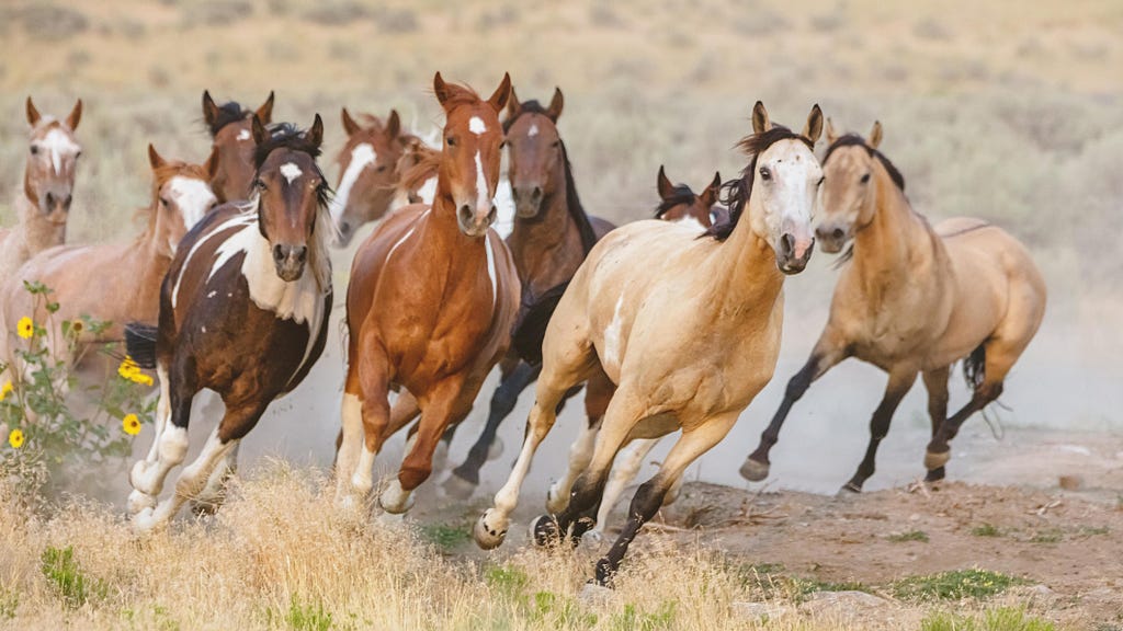 Wild horses of varying colors — brown, tan, and black — galloping freely on open field in Washoe County, NV.