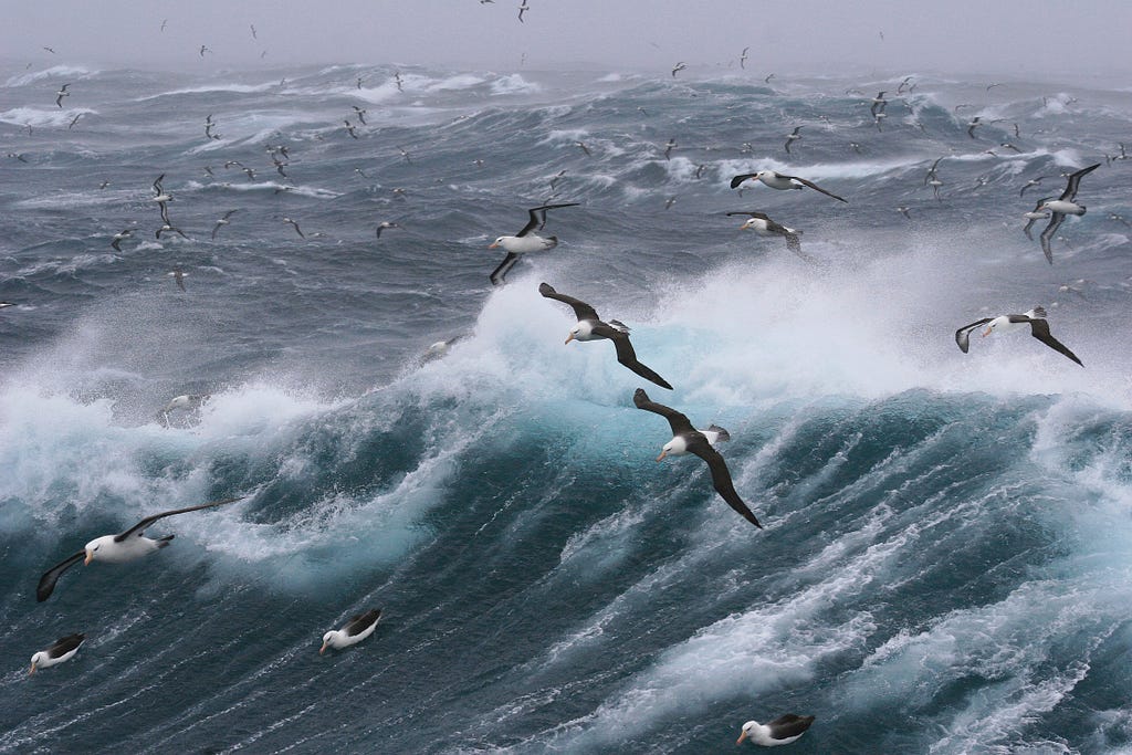 birds over rough seas Photo by Fer Nando on Unsplash