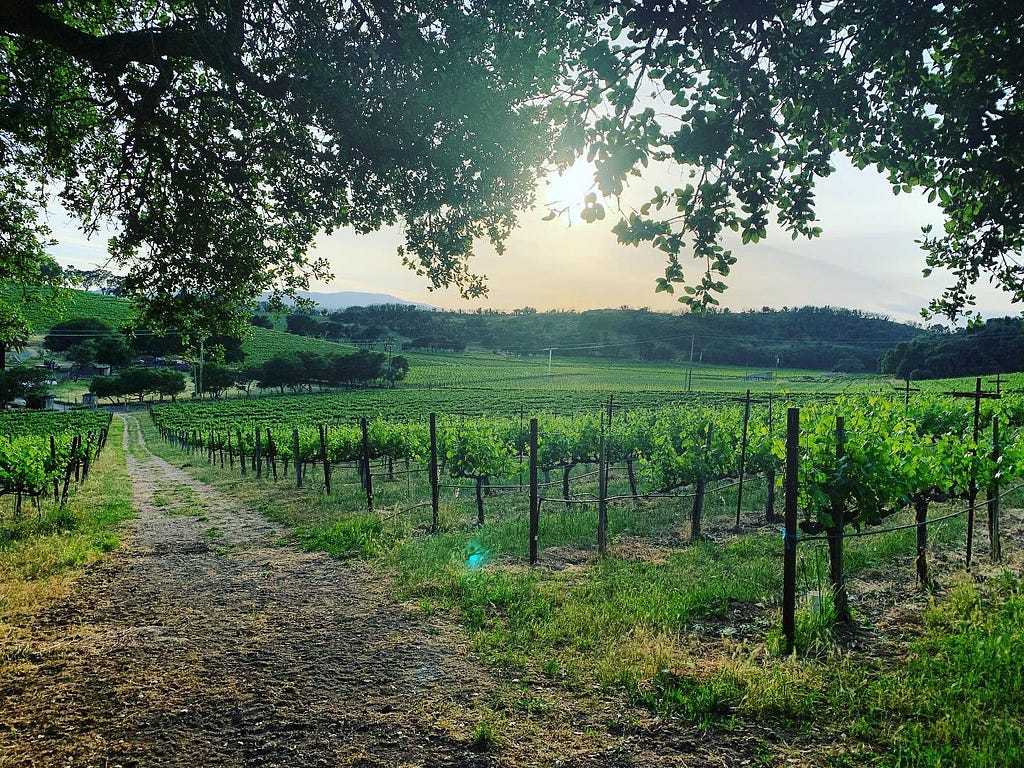 Overview of vineyard crops