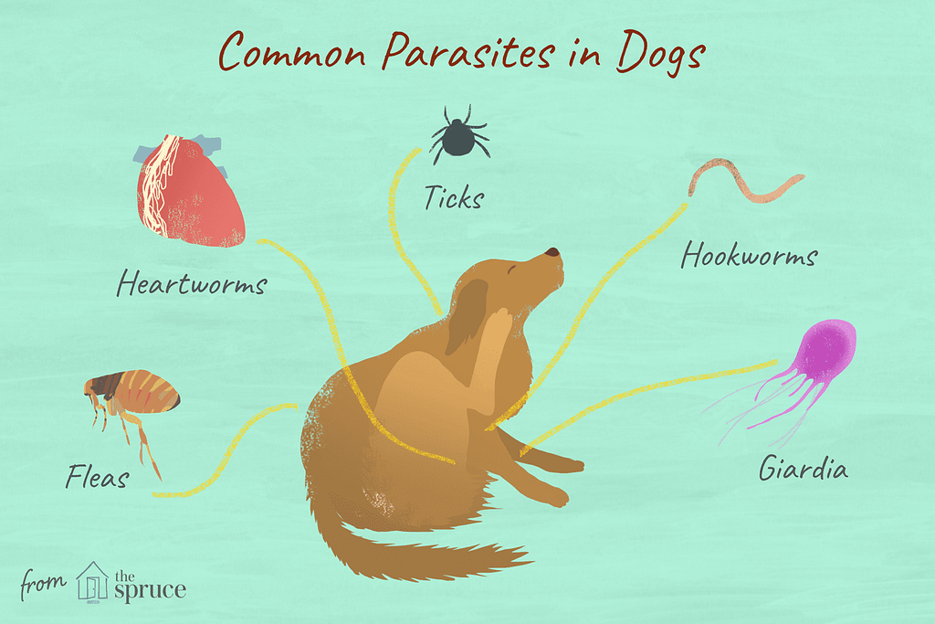 Info graphic showing the most common types of parasites that inflict dogs