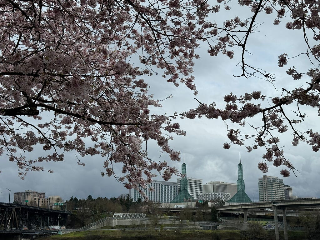 Cherry blossoms and branches, framing the twin green glass towers of the convention center.