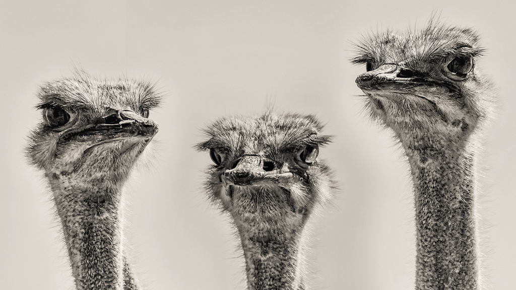 Ostrichs curiously looking out with their long necks sticking out