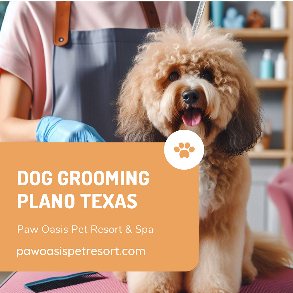 Dog Training Plano Texas- Paw Oasis Pet Resort & Spa