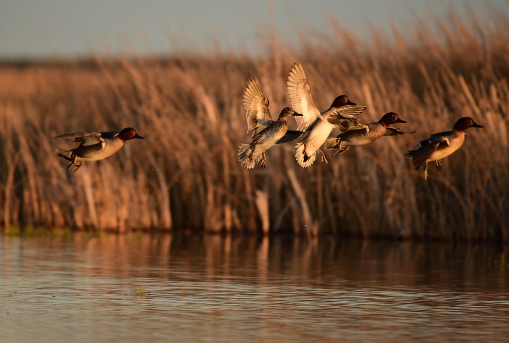 Green-winged teals (Anas carolinensi) at Seedskadee National Wildlife Refuge in Wyoming.