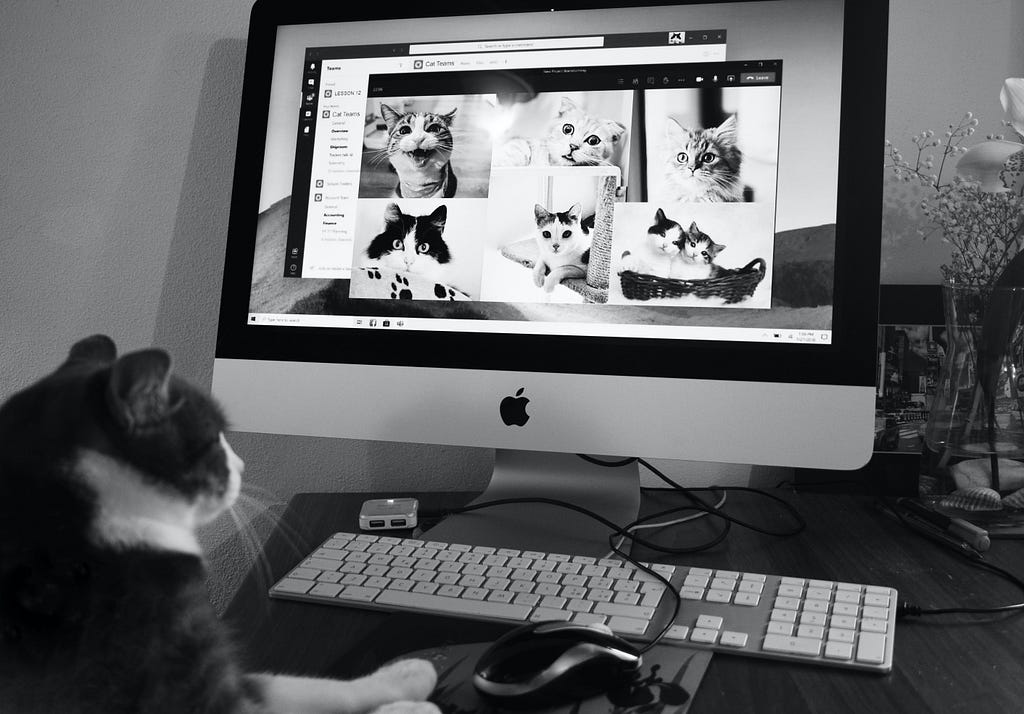 Cat sitting at a computer looking at a monitor featuring photos of other cats