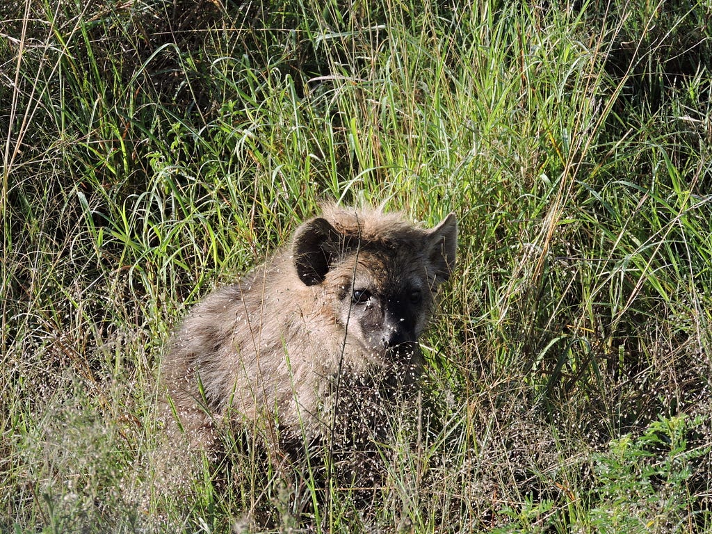 A hyaena cub stands in the green grass alone.