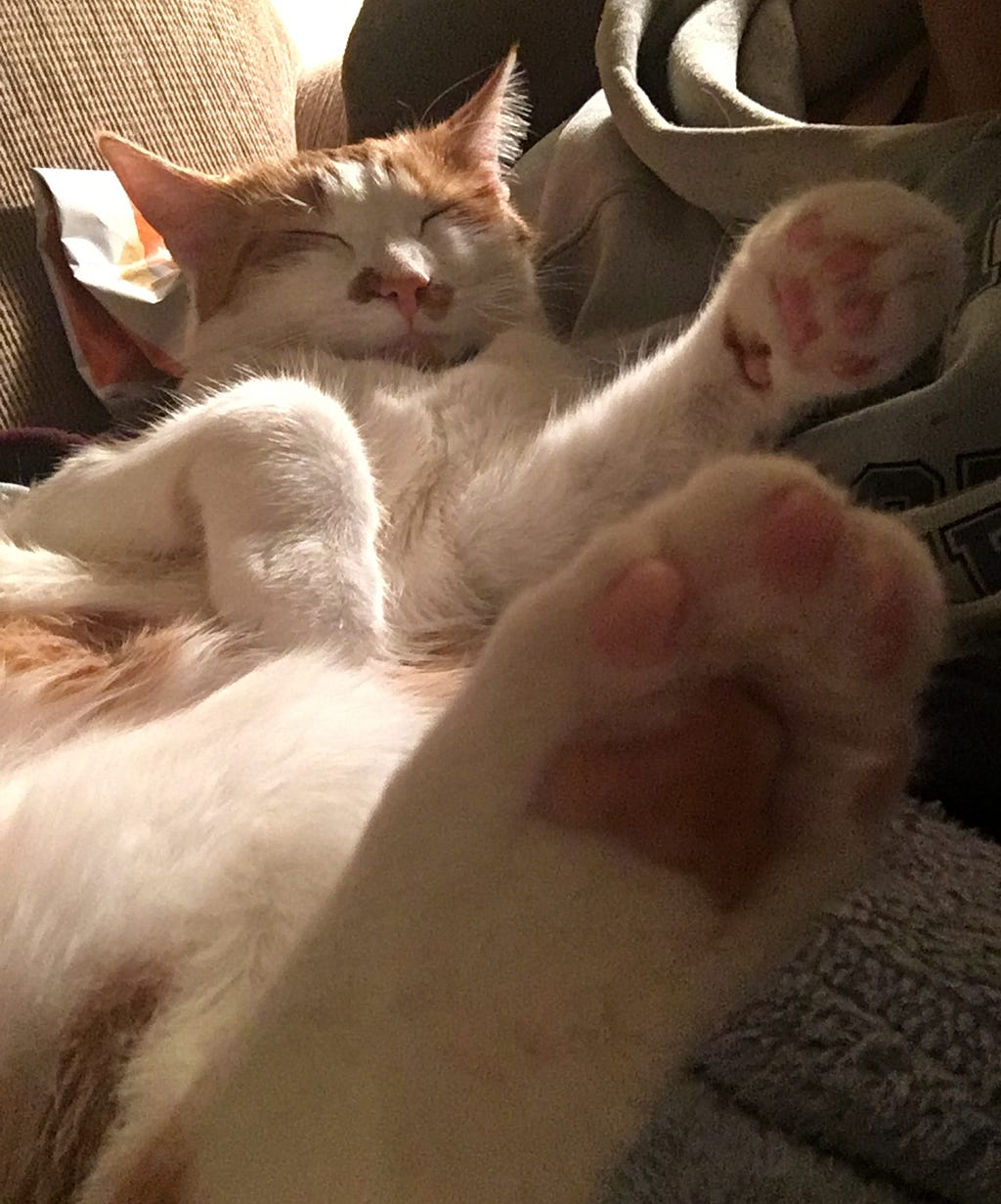 An orange and white cat laying on his back, sleeping.