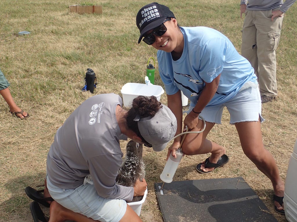 Jiny Kim, wearing a blue shirt and black hat, and Megan Dalton, wearing grey, feed an albatross fish slurry during the translocation project at James Campbell National Wildlife Refuge.