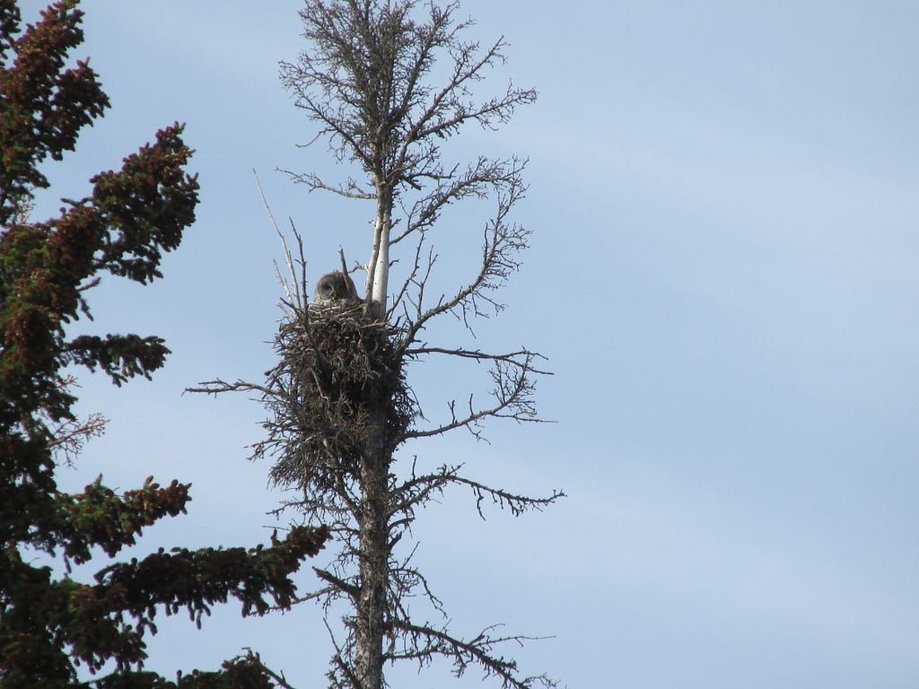 Great gray owl sitting in a tall nest of stacked branches and twigs in a dead tree.