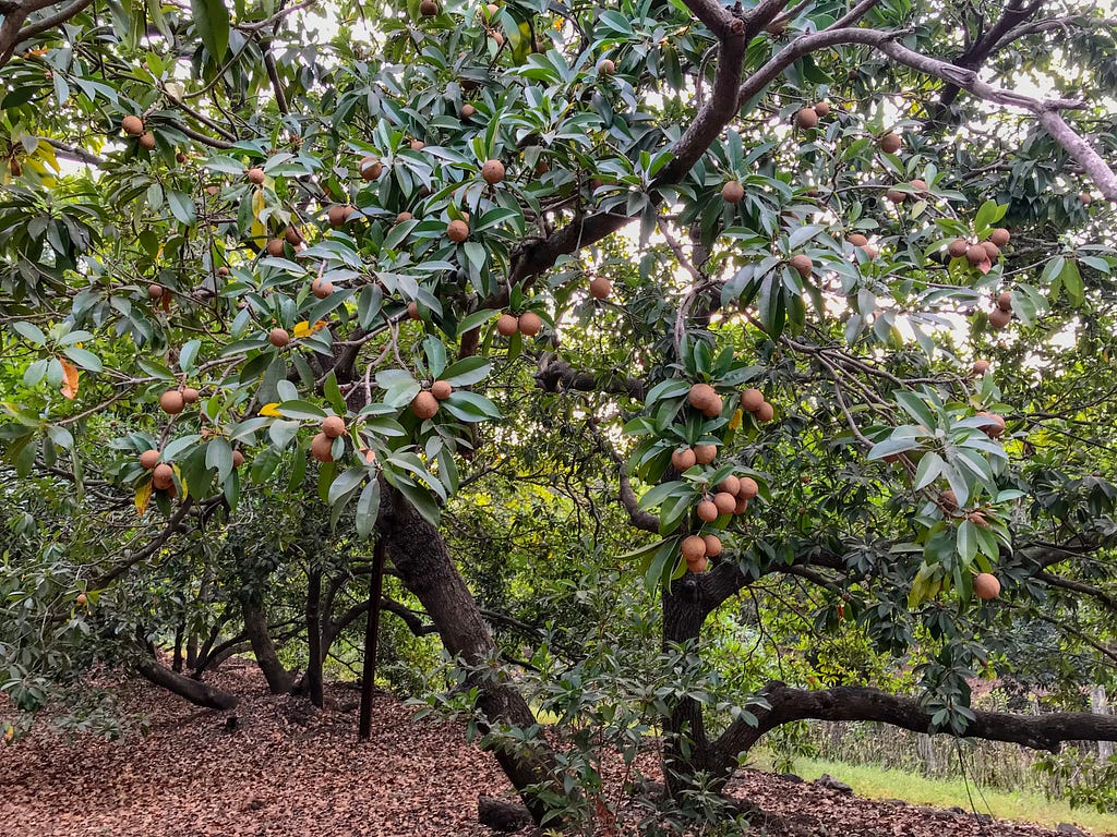 Chikoo farm, Bordi, Maharashtra