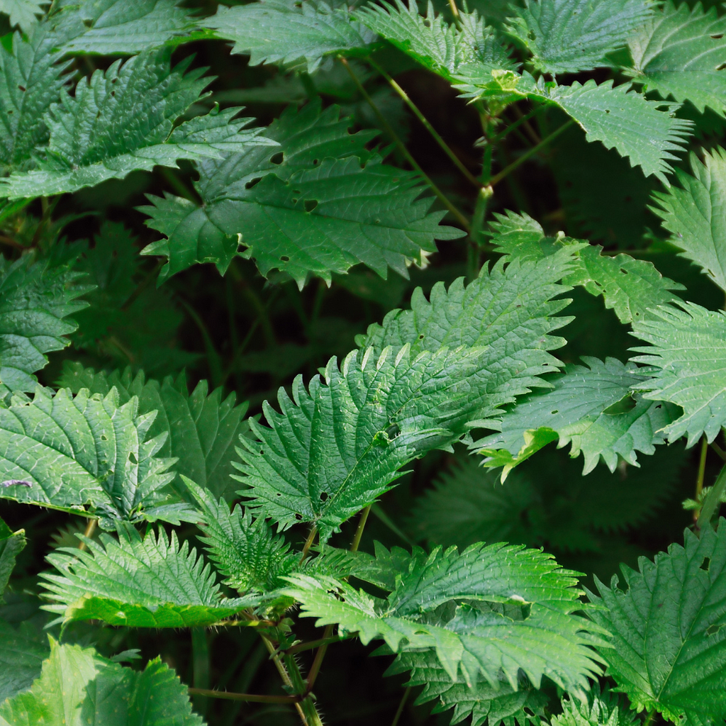 Dense growth of stinging nettle (Urtica dioica) with its serrated, dark green leaves.