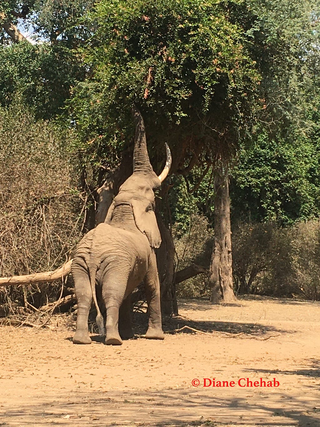 Elephant snacking on leaves