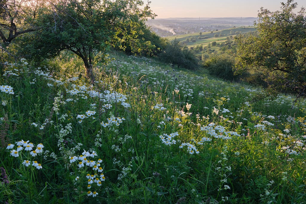 Daisies in a meadow at sunset.