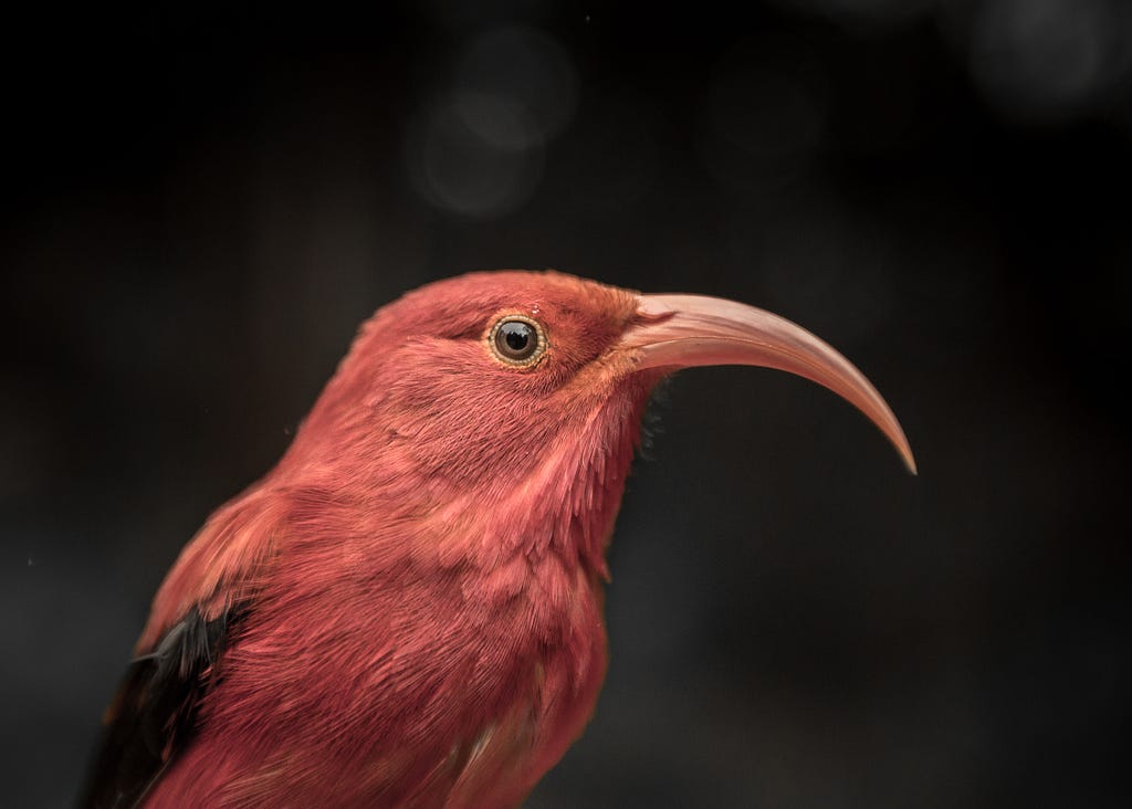Red ʻiʻiwi bird.