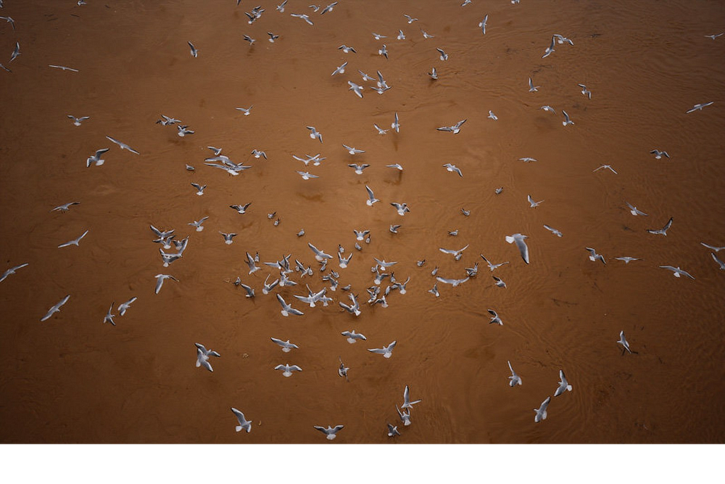 Karun River hosting migratory birds