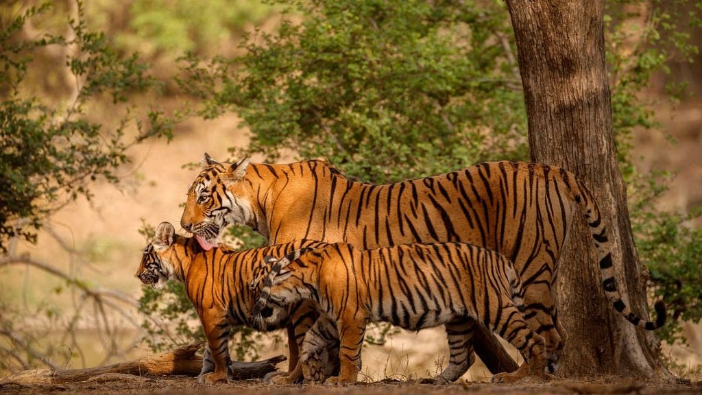 Ranthambore National Park