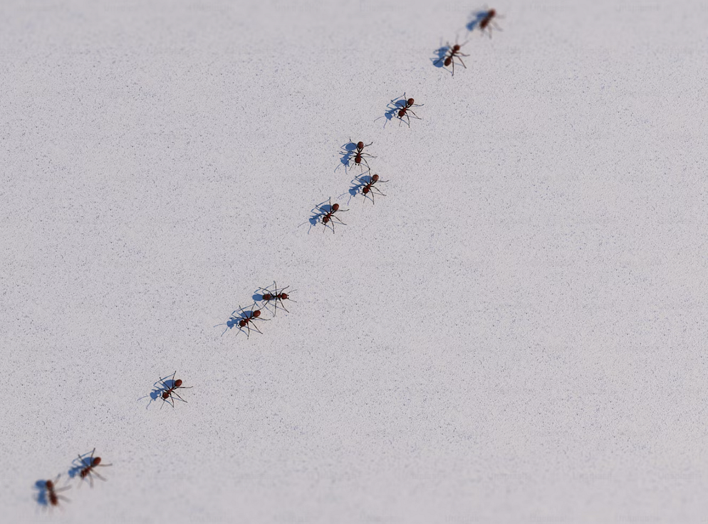 A line of ants marching along, demonstrating the natural phenomenon of decentralized intelligence.